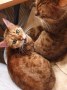 Bonny und Clyde 4